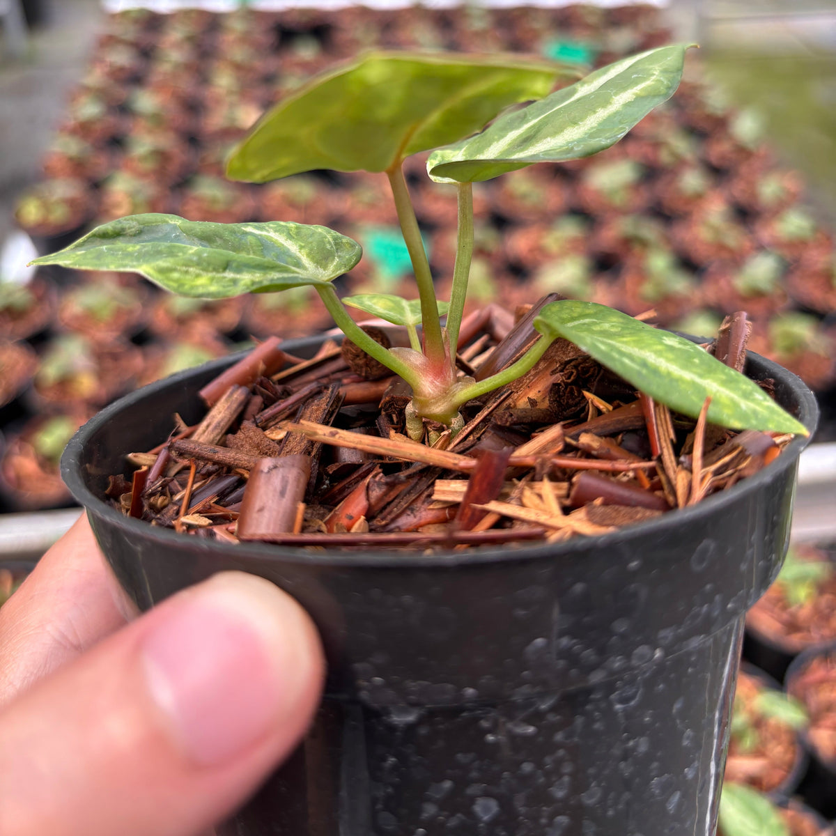 Anthurium SKG Self