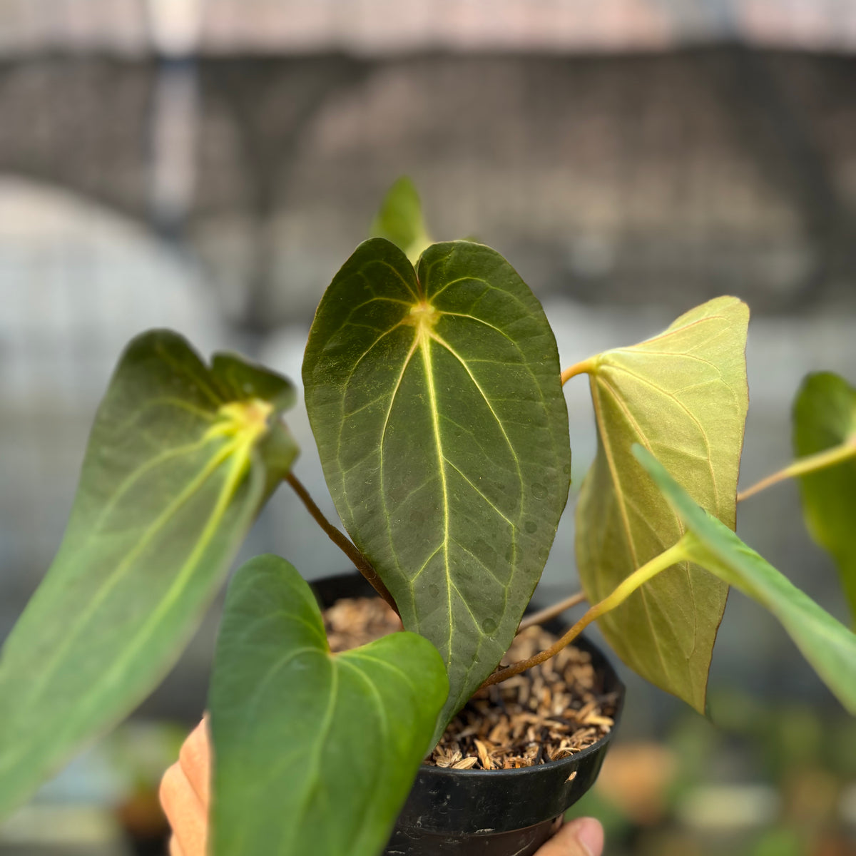 RP9-9 Anthurium Red Spider Selected