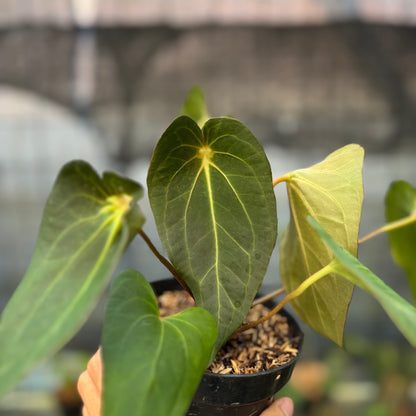 RP9-9 Anthurium Red Spider Selected