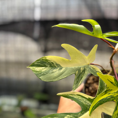 RP26-10	Philodendron Florida Beauty Mature Size