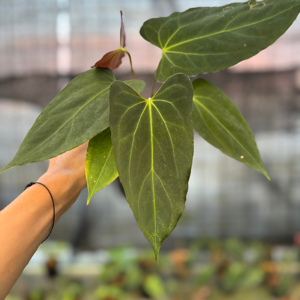 RP23-9 Anthurium Fortsherman x GOG