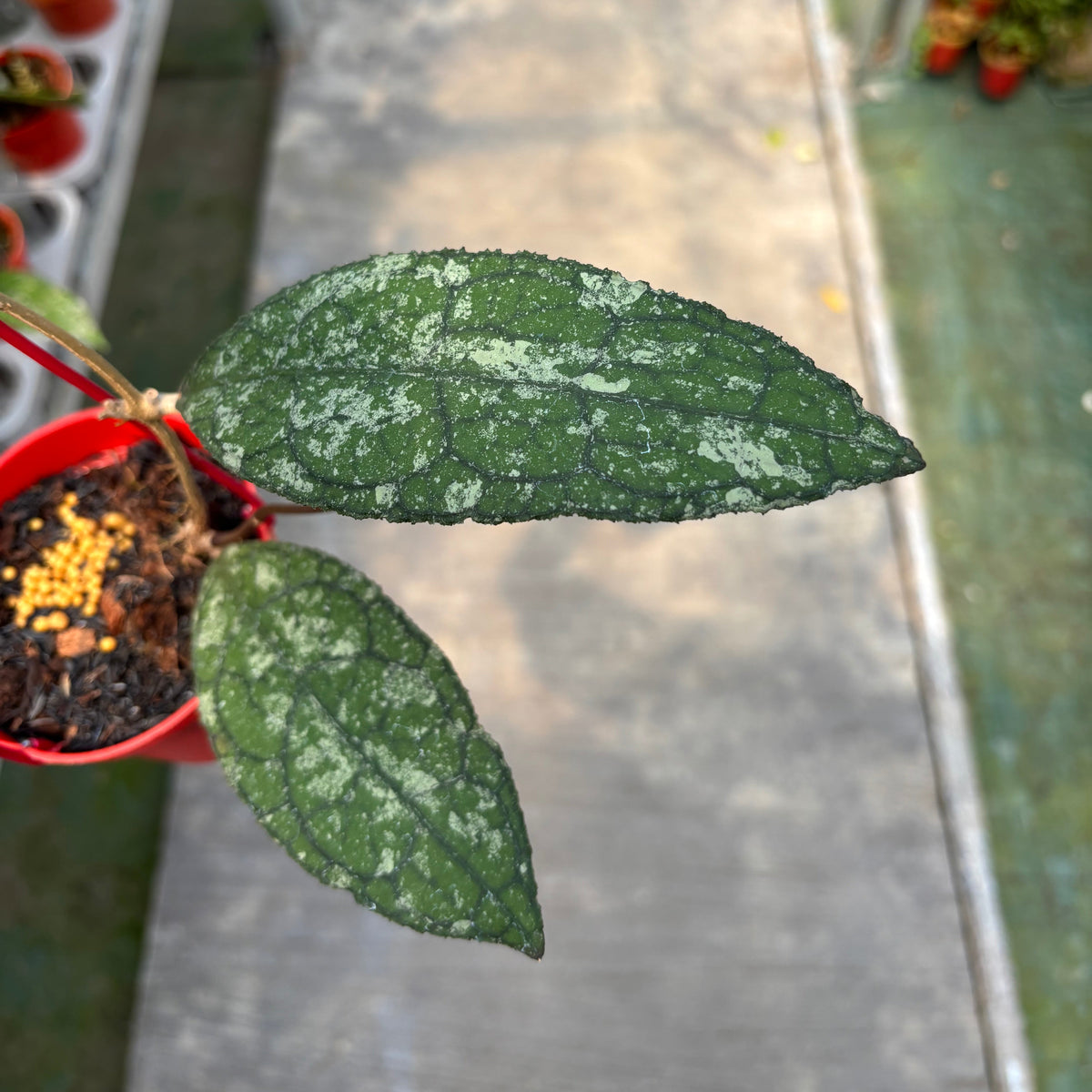 Hoya Clemensiorum Silver Splash