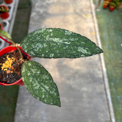 Hoya Clemensiorum Silver Splash