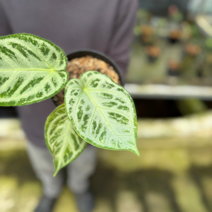 RP7-9 Anthurium Silver Chrome Full Silver (2 pcs)
