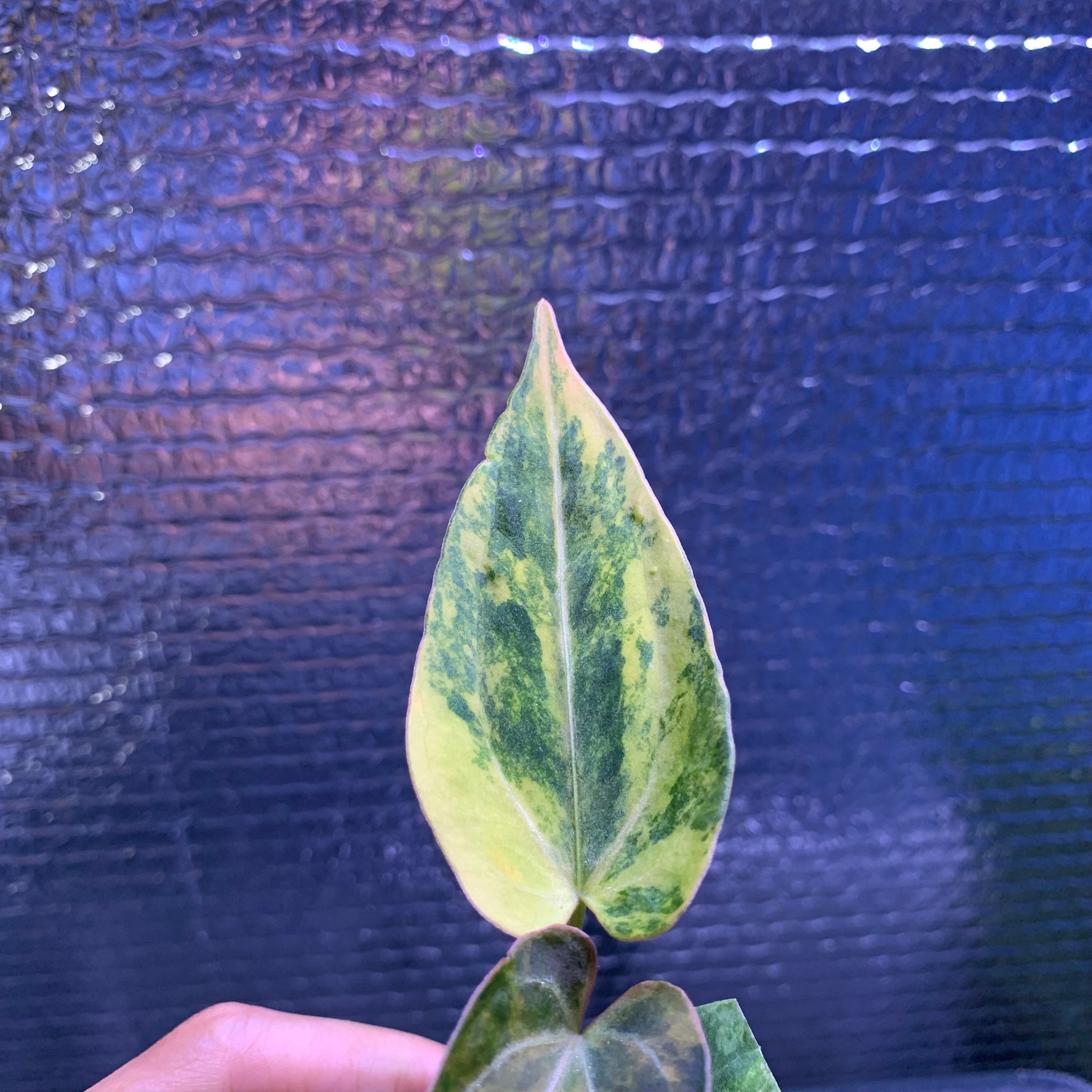 RP69-8 Anthurium Silver Butterfly x Michelle Variegated