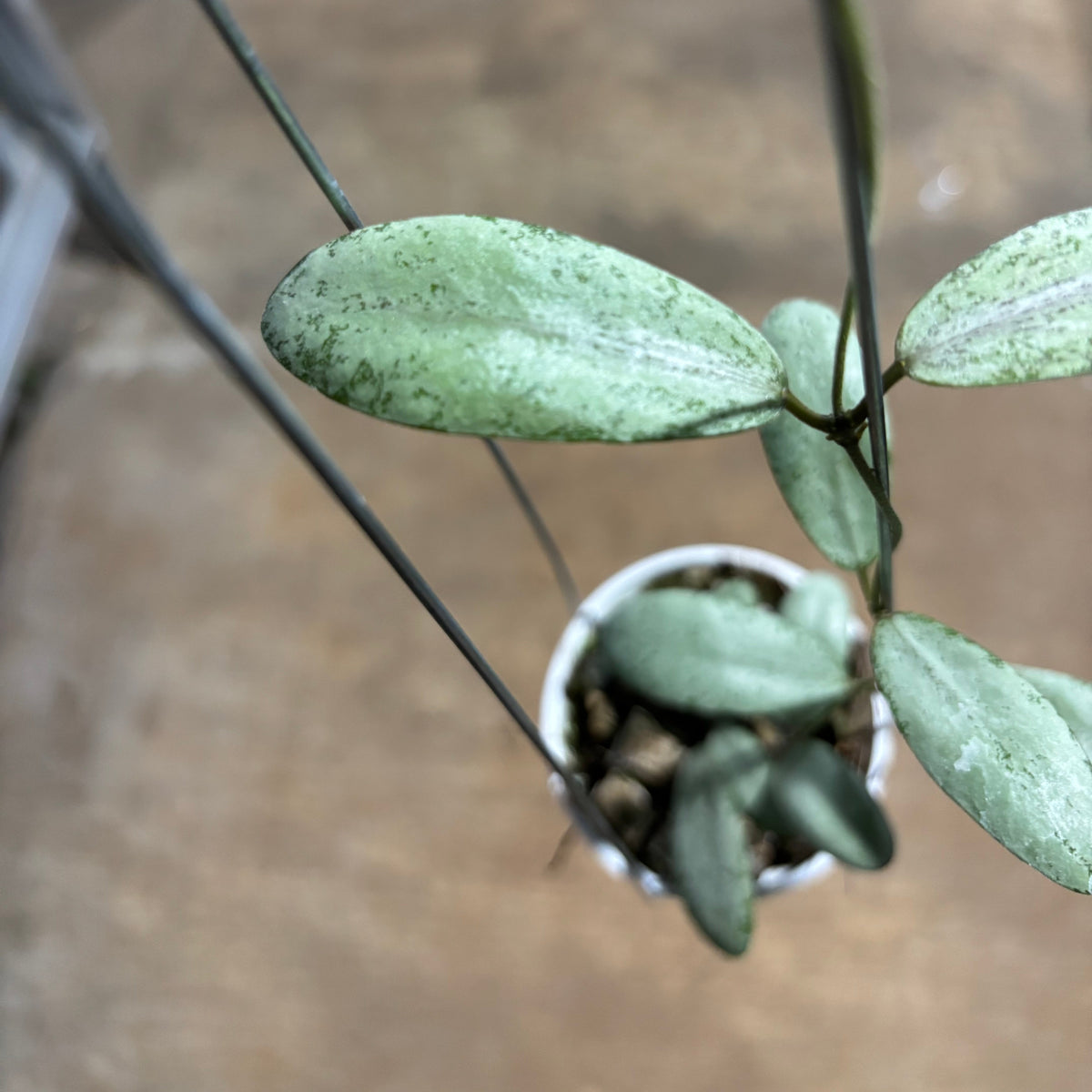 Hoya Sigillatis Moon