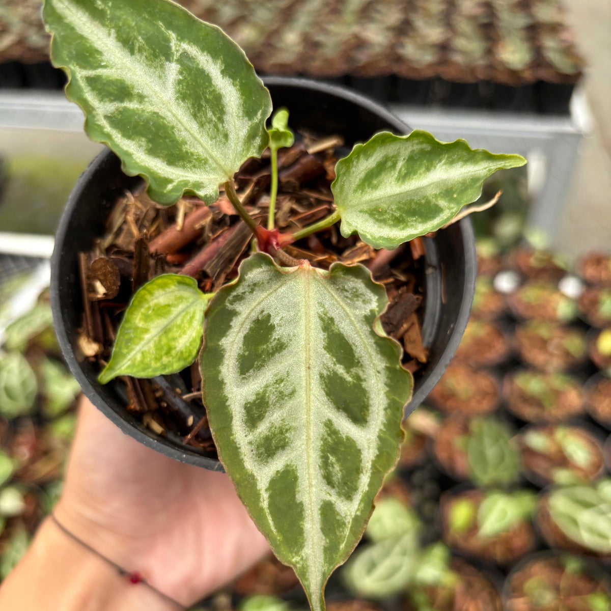 Anthurium Red Crystallinum (HU) 09 x Muchlis RC