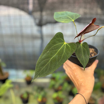 RP11-9 Anthurium Fortsherman x GOG