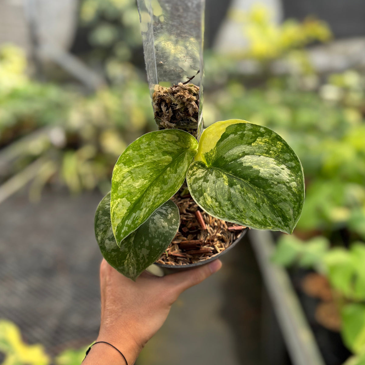 Scindapsus Simbara