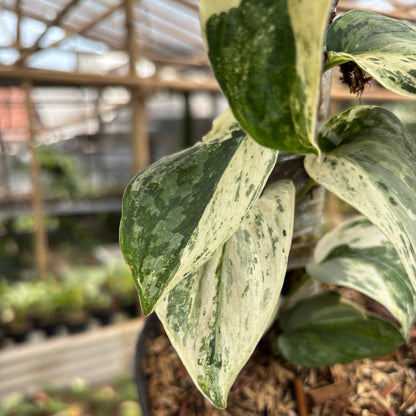 Scindapsus Exotica Albo