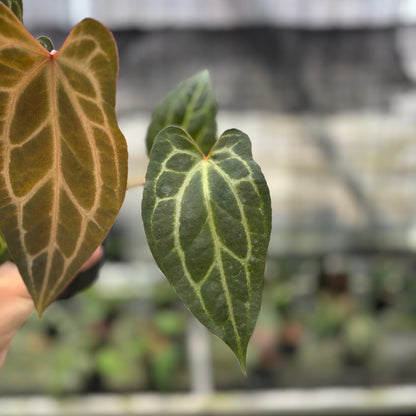 RP1-10 Anthurium BVIT x Zara Michelle