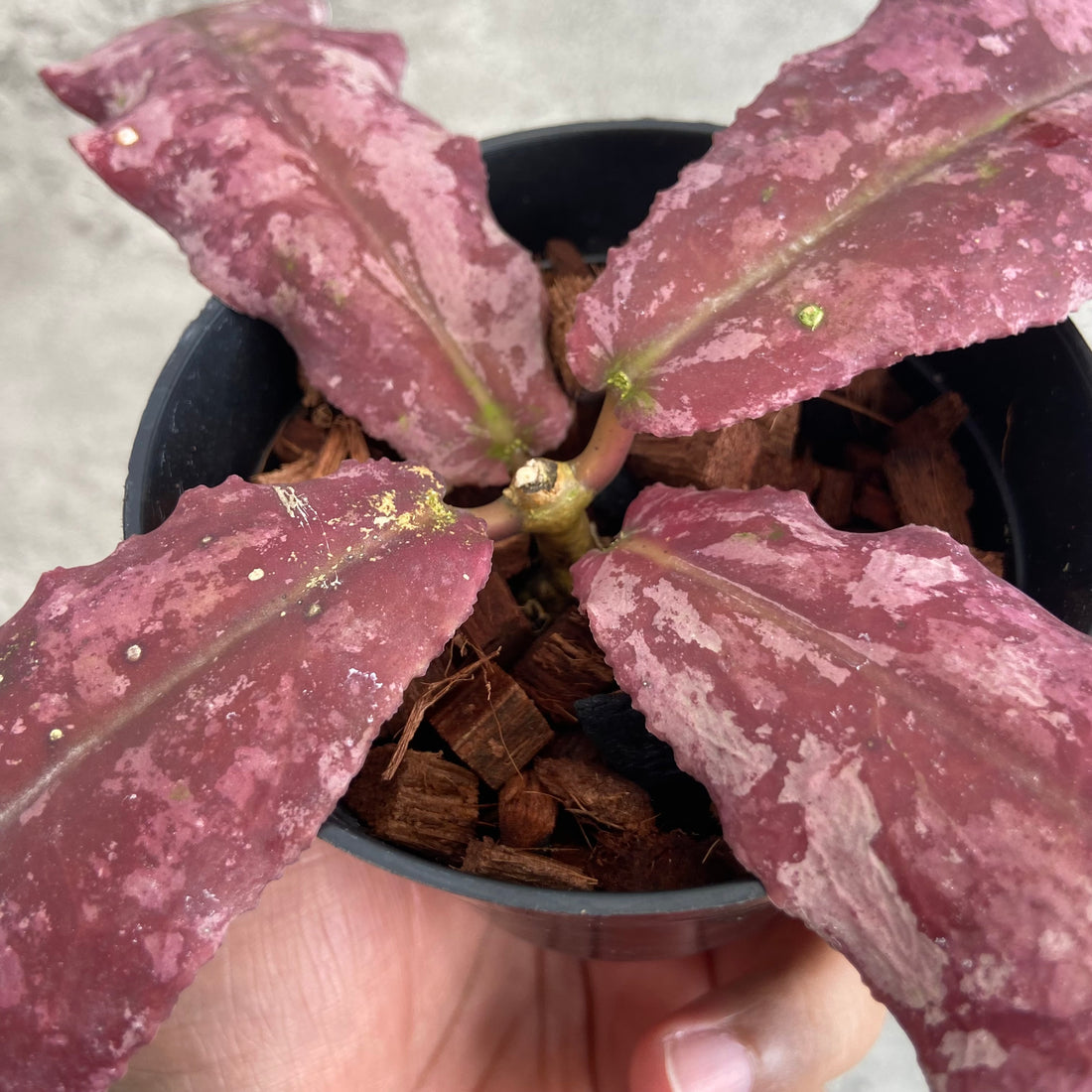 RP64-10	Hoya Undulata Red