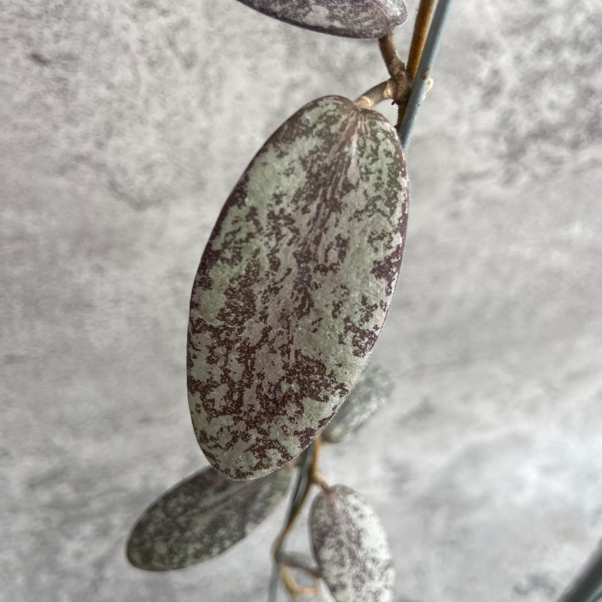 RP54-10	Hoya Sigillatis Silver