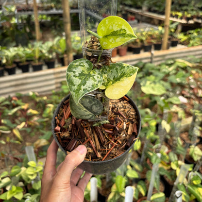 Scindapsus Bakudapati