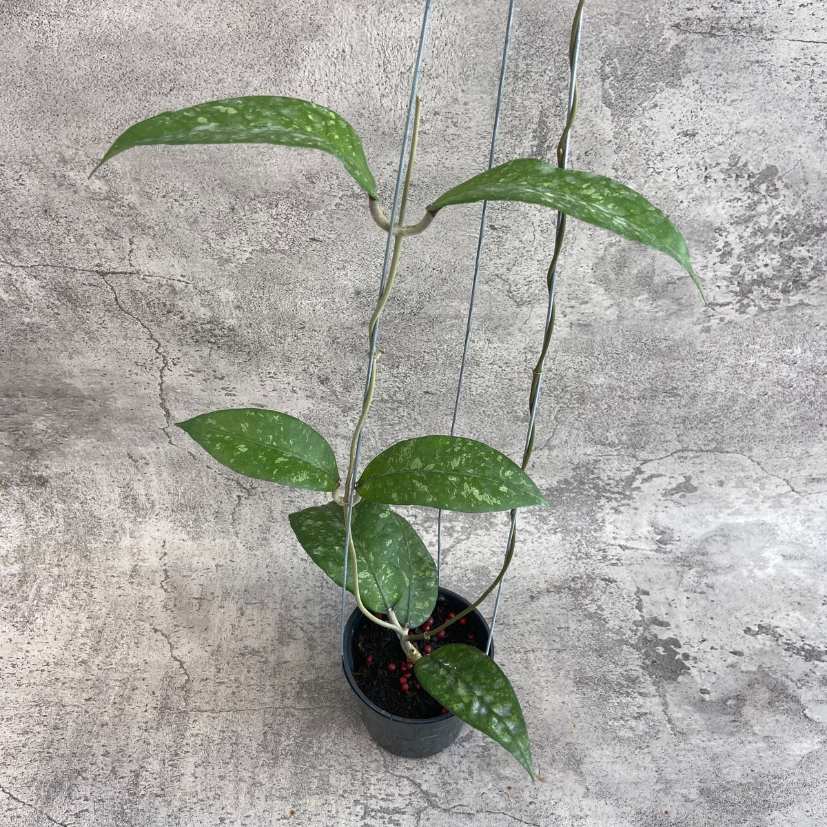 RP56-10	Hoya SP Aceh Kemiri