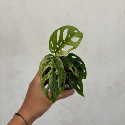 Monstera Blanchetii Variegated