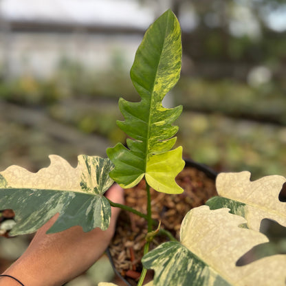 Philodendron Distantilobum x Florida Beauty