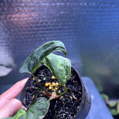 RP36-10	Anthurium Papilillaminum Mutation