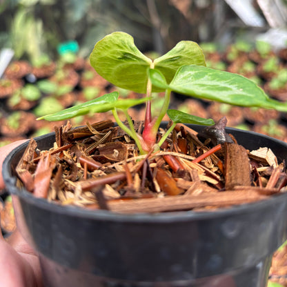 Anthurium Magna Hellboy x Boogie