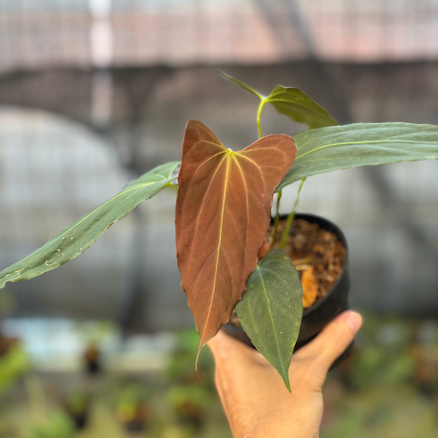 RP23-9 Anthurium Fortsherman x GOG