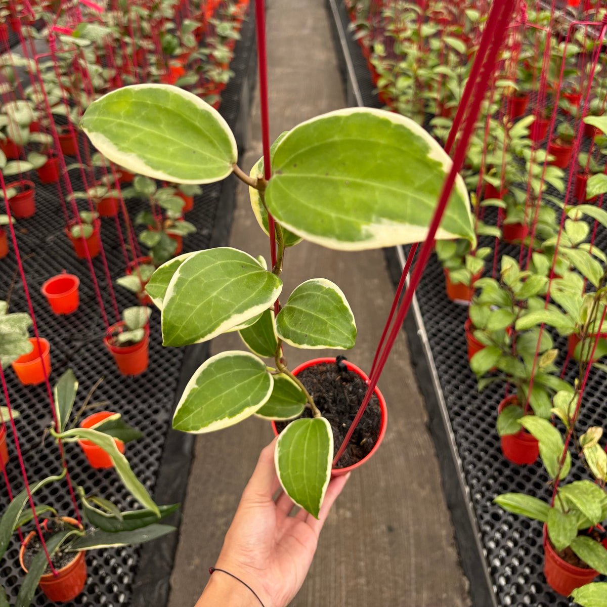 Hoya Latifolia Wasabi Albomarginata