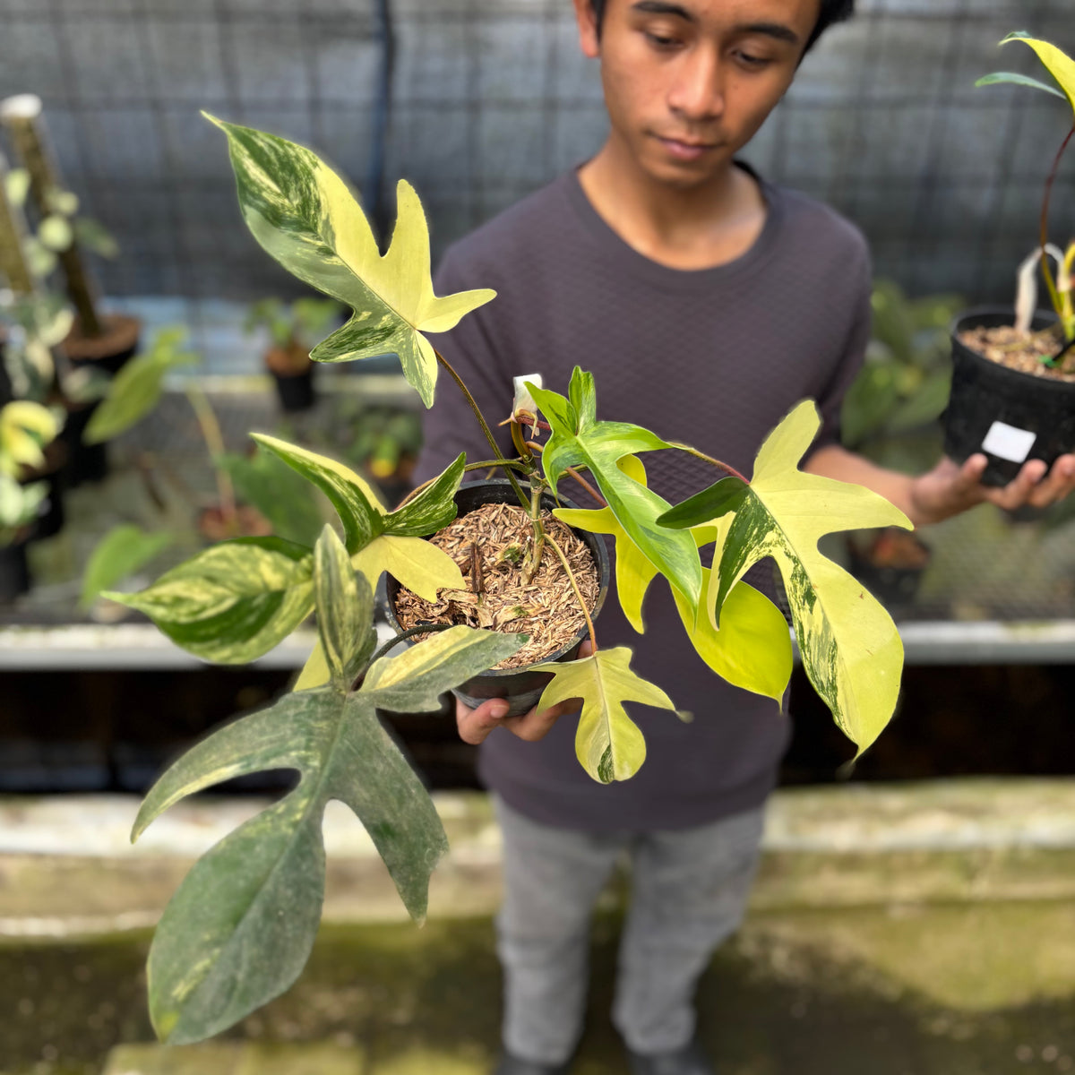RP3-9 Philodendron Florida Beauty Mature Size (2 pcs)