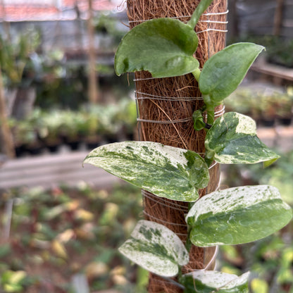 Rhaphidophora Korsthalsii Albo