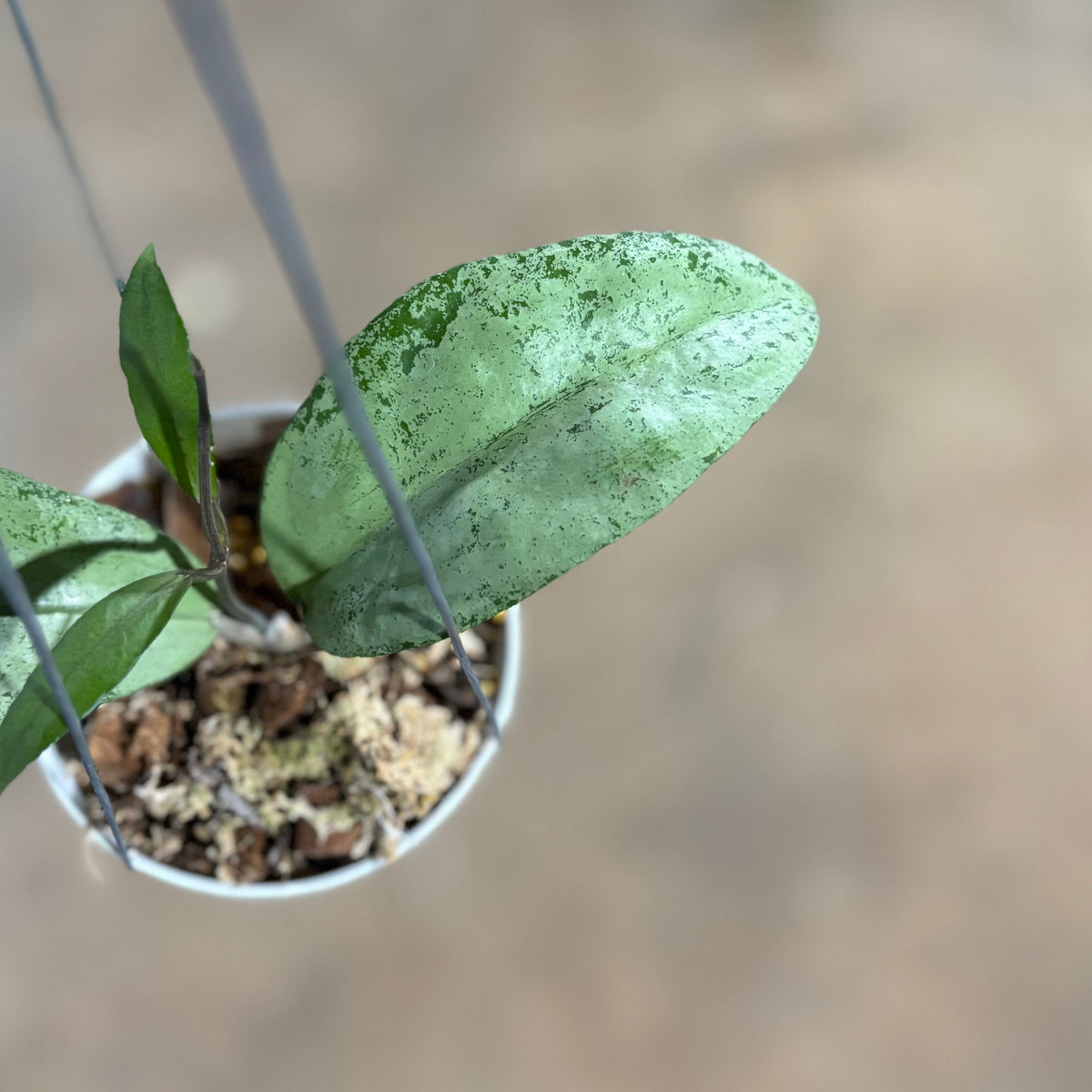 Hoya AFF Emperor
