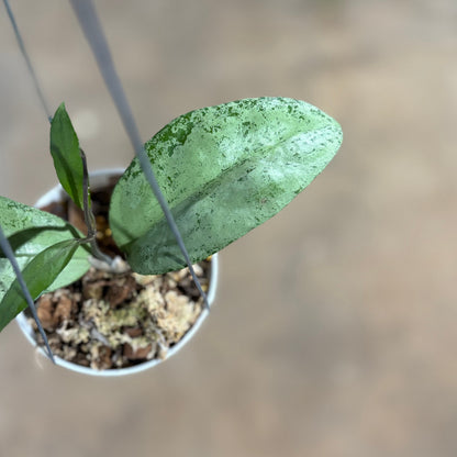 Hoya AFF Emperor