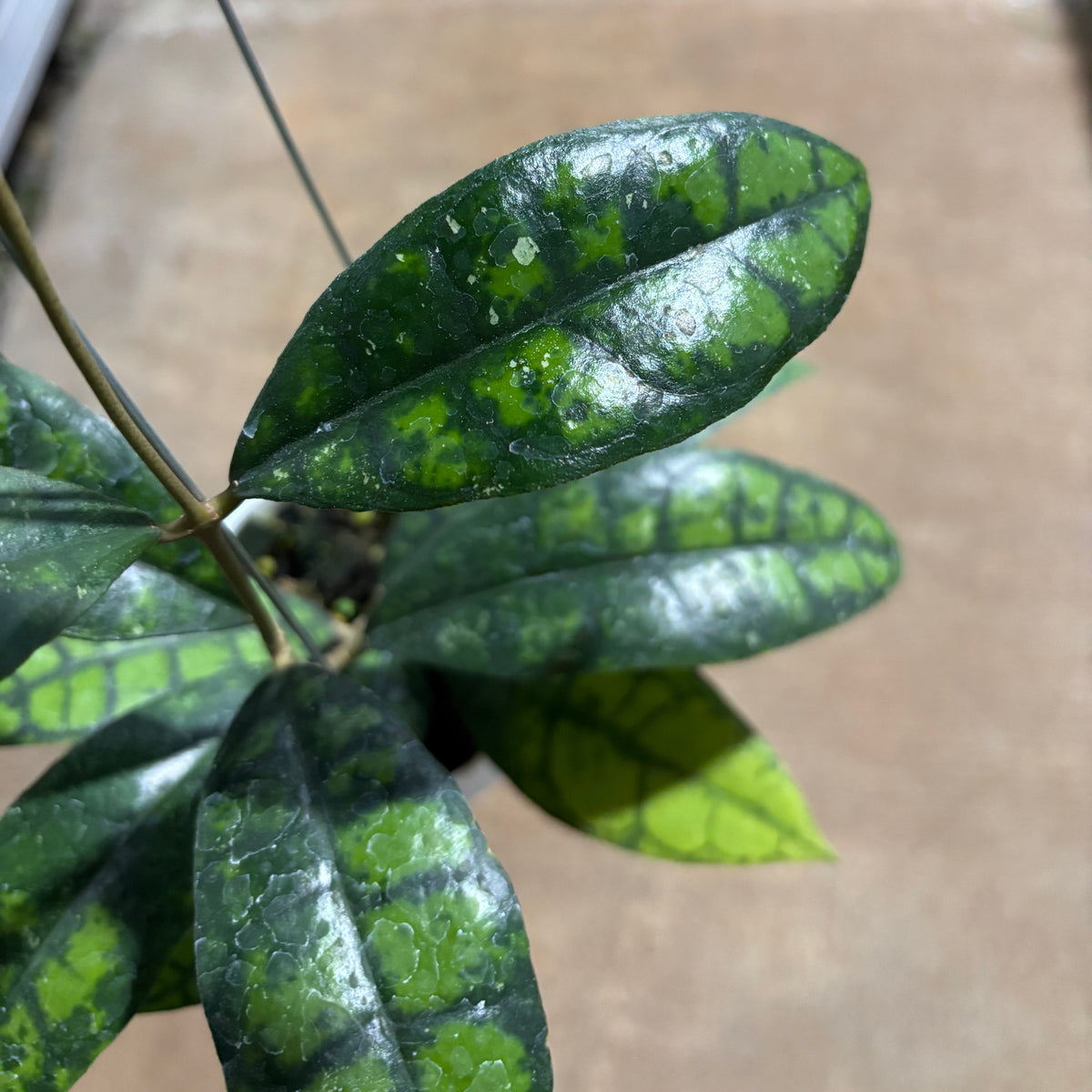Hoya Callistophylla Black Cat