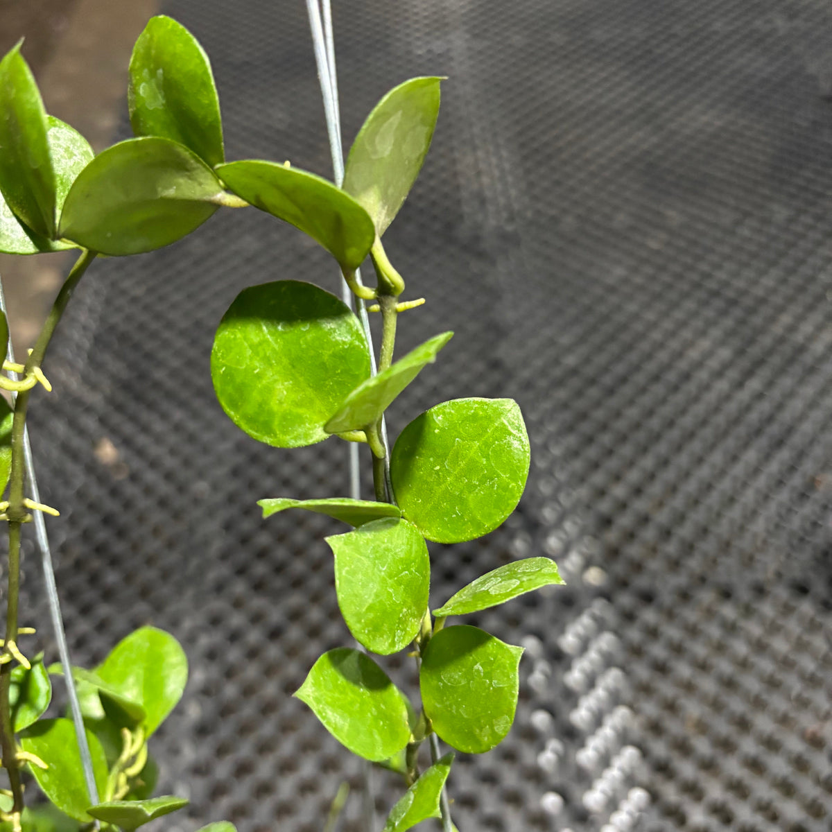 Hoya Lacunosa Aceh