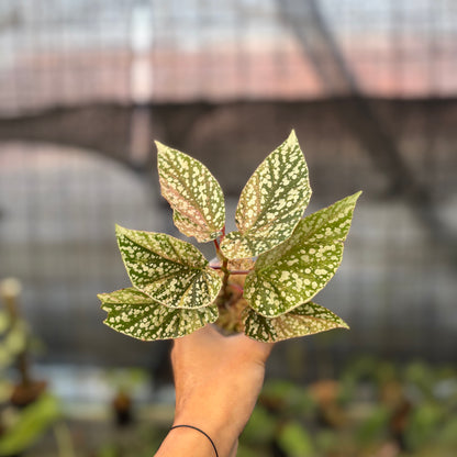 RP20-9 Begonia Snow Capped Variegated
