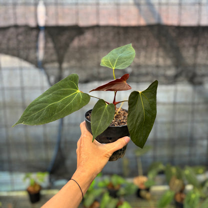 RP11-9 Anthurium Fortsherman x GOG