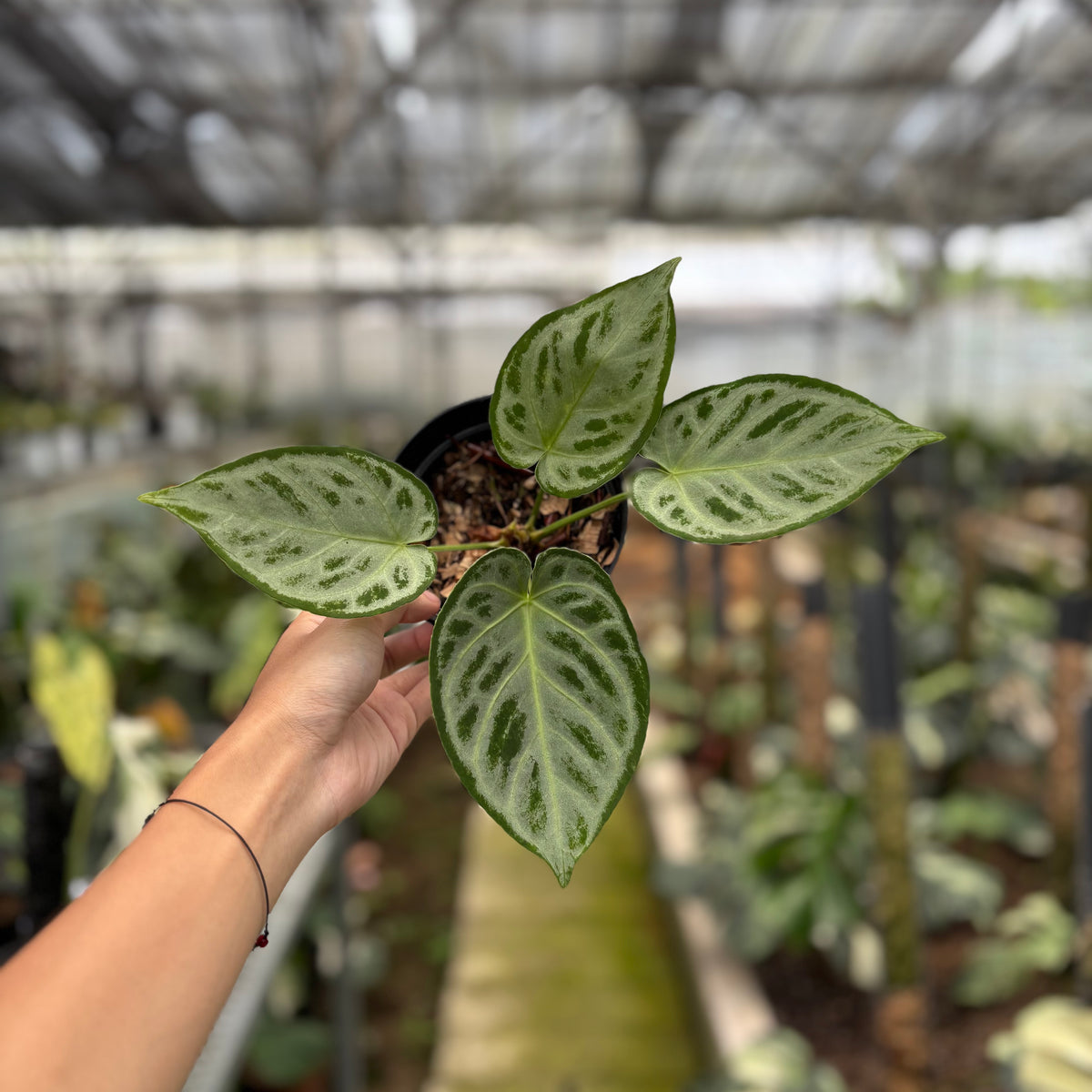 RP24-10	Anthurium Silver Chrome Full Silver