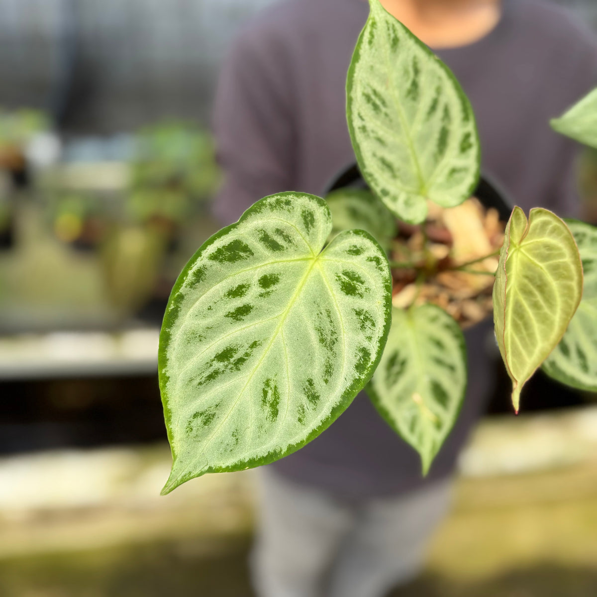 RP6-9 Anthurium Silver Chrome Full Silver (2 pcs)