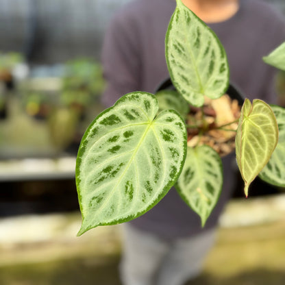 RP6-9 Anthurium Silver Chrome Full Silver (2 pcs)