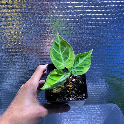 RP68-8	Anthurium Silver Blush x Domino Variegated