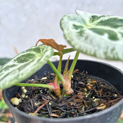 Anthurium Diamond Shield