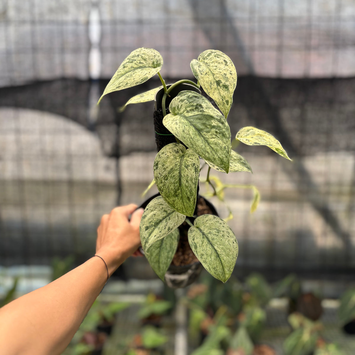 RP25-10	Scindapsus Cream Blue