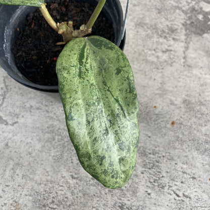 RP51-10	Hoya Macrophylla High Splash