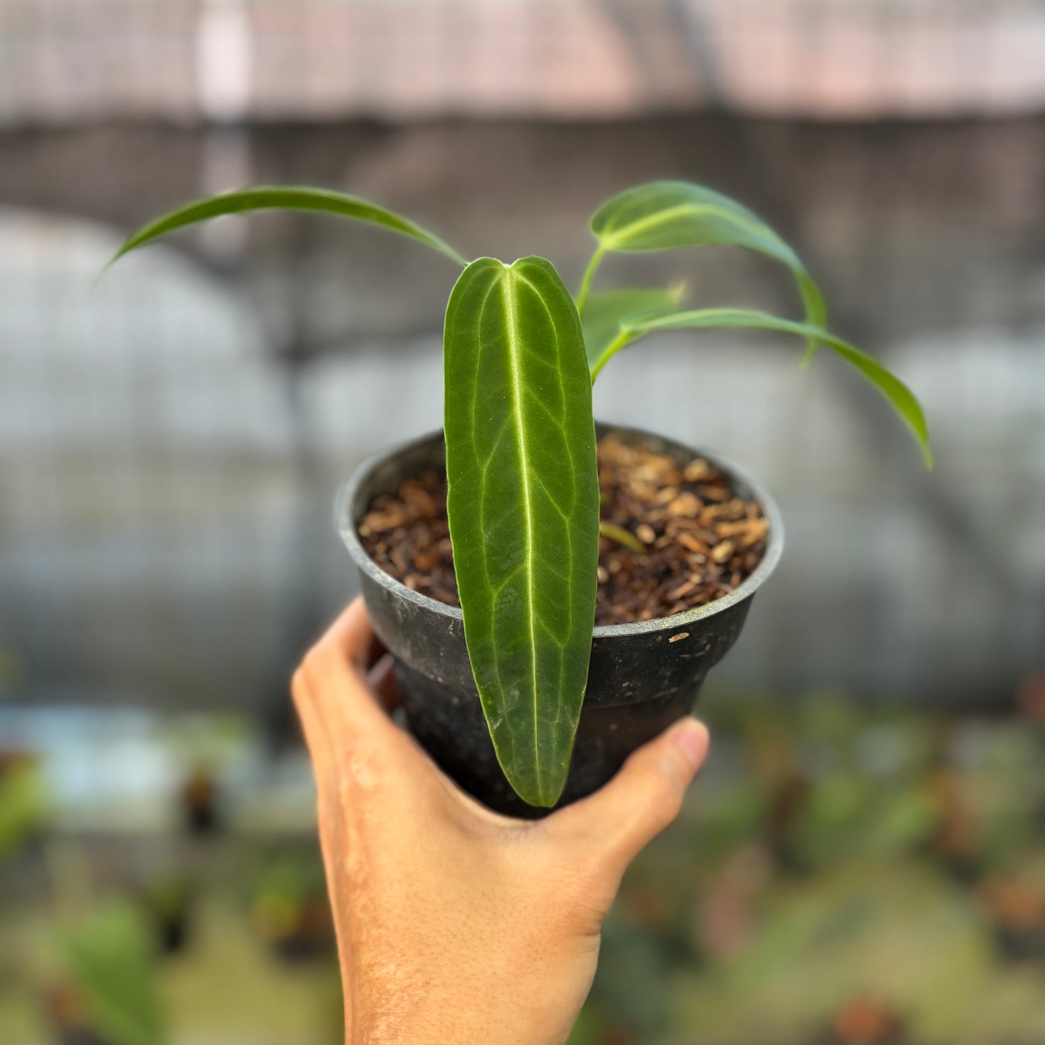 RP27-9 Anthurium Warocqueanum