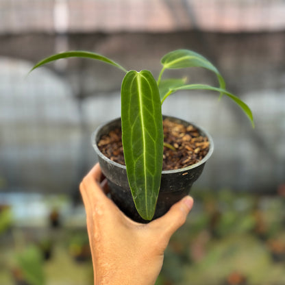 RP27-9 Anthurium Warocqueanum