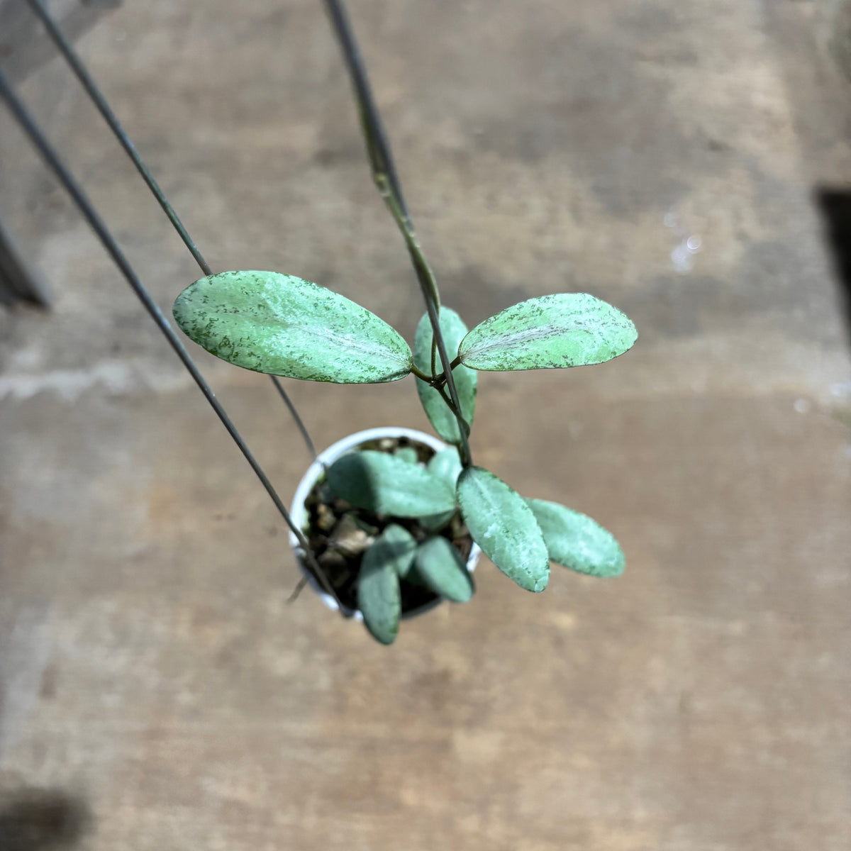 Hoya Sigillatis Moon