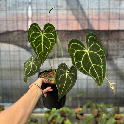 RP19-9 Anthurium Clarinervium Medium Size