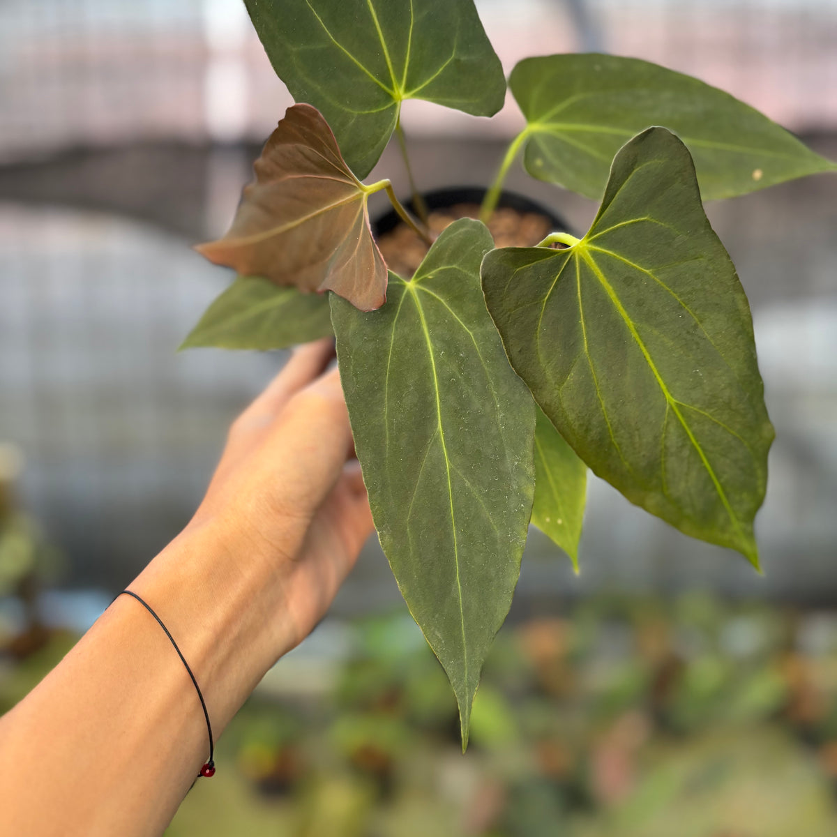 RP23-9 Anthurium Fortsherman x GOG