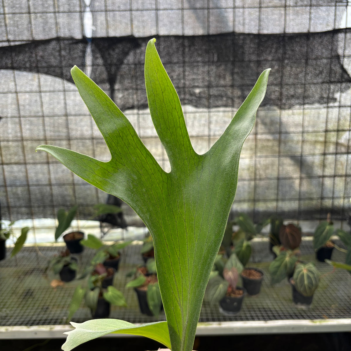 RP8-10 Platycerium Walichii