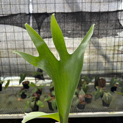 RP8-10 Platycerium Walichii