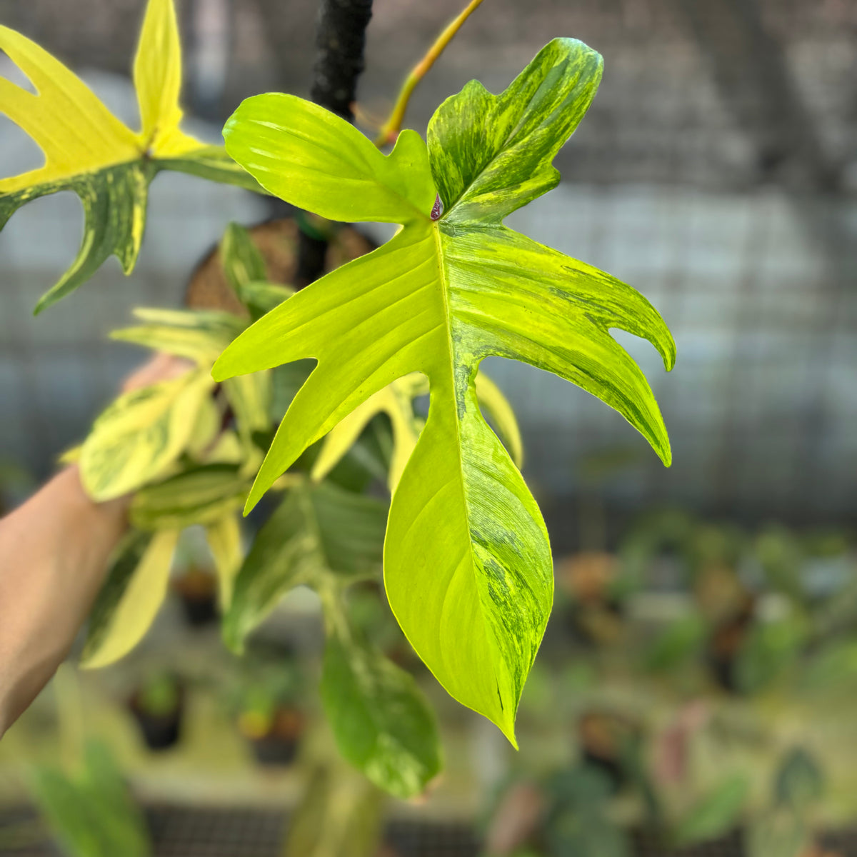 RP29-9 Philodendron Florida Beauty Mature Size