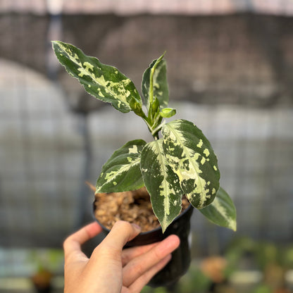 RP4-9 Aglaonema Pictum Beecolor Variegated