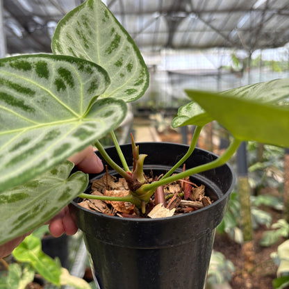 RP24-10	Anthurium Silver Chrome Full Silver